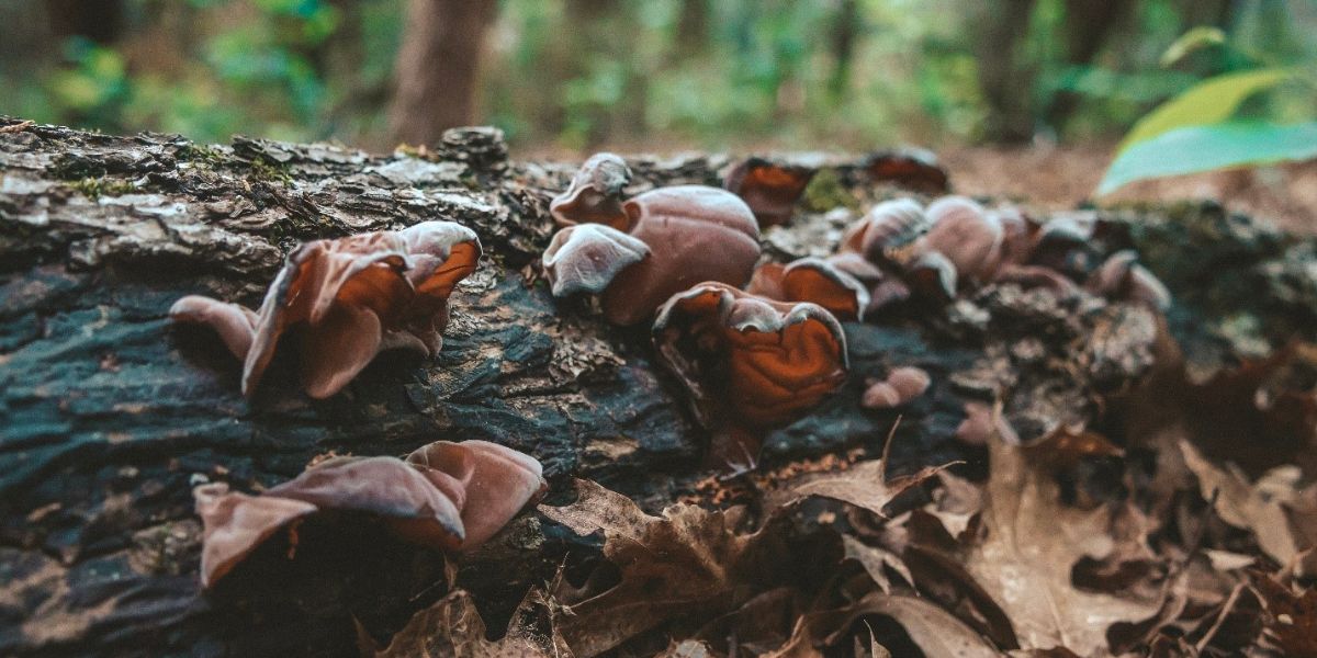 12 Surprising Benefits of Wood Ear Mushroom Survivalist Briefing